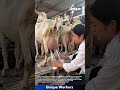 Milking Goats by Hand: Fresh Milk Straight from the Udder