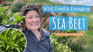 Sea Beet (Wild Food & Foraging)