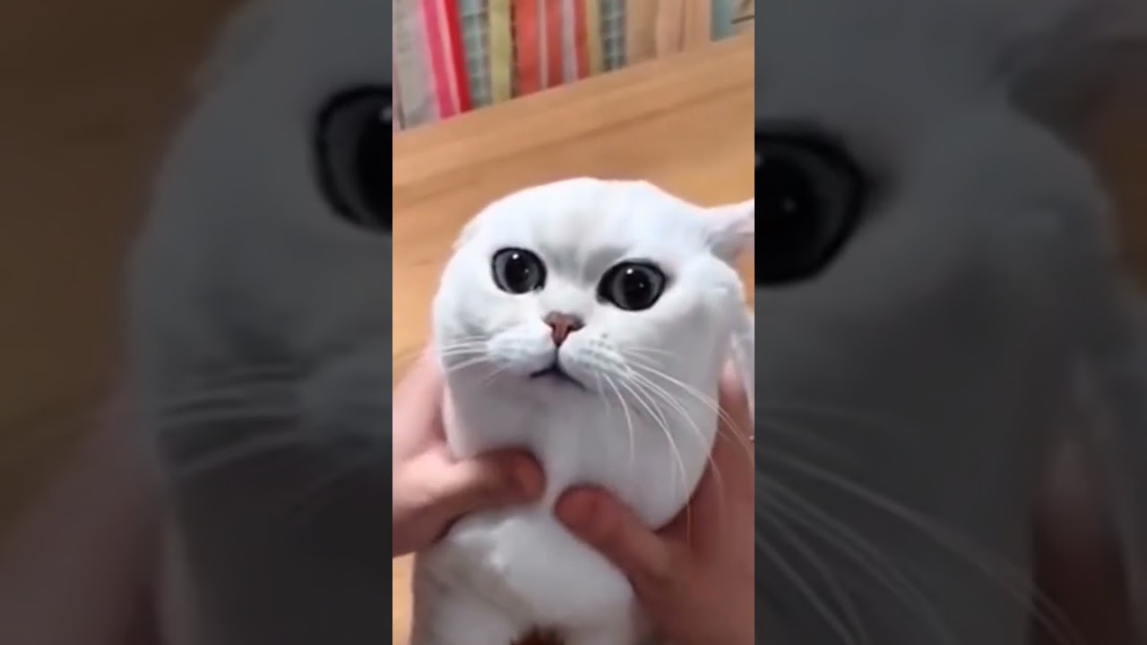 #cat #harrypotter #funny #reel #reels #cats #catlover #catvideos #animals #funnyshorts #funnyvideo