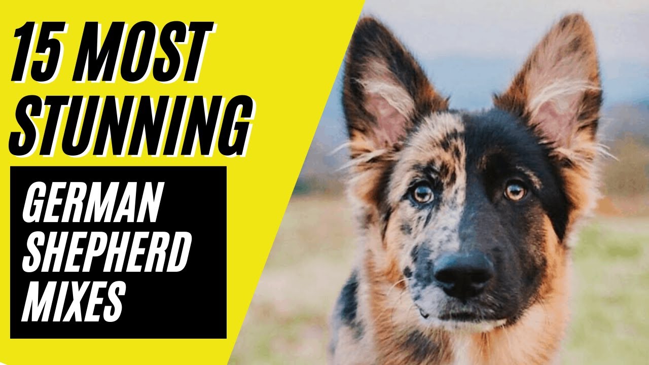Plateau frugtbart Afgang German Shepherd Mixes - 15 STUNNING Mixes with the MIGHTY GSD - YouTube