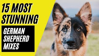 German Shepherd Mixes  15 STUNNING Mixes with the MIGHTY GSD