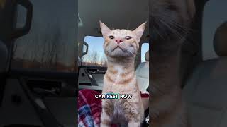 Почему кошки нюхают воздух перед сном 🌬️🐱