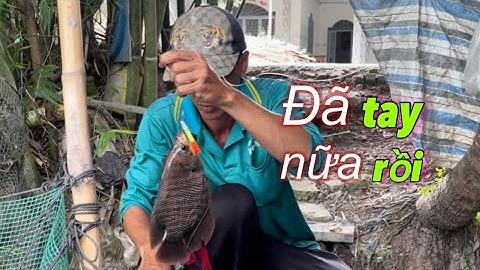 Câu cá rô đồng, Trúng ụ hai anh em được bữa giựt đã tay | miền quê Tiền Giang