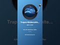 Trapez Wellenreiter 1