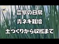 【青ネギ農家】の日常　【周年栽培】【株分けねぎ】【緑肥】