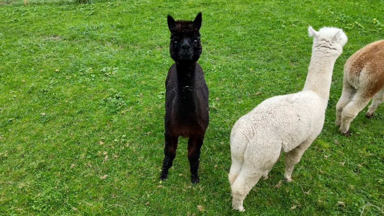 Hüttwilen 8536 4K DJI 3 Switzerland Tour