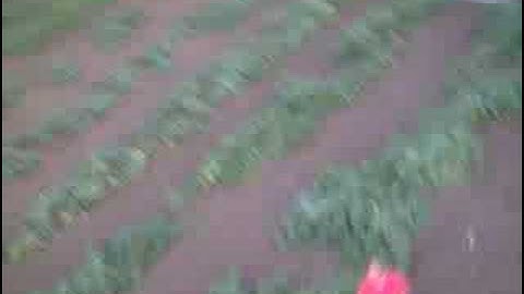 Firebird Commander 2