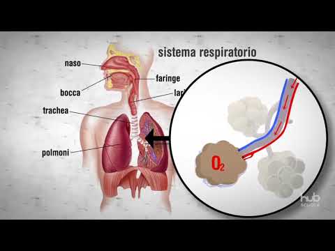 Video: Durante la respirazione esterna l'ossigeno viene scaricato dal sangue?