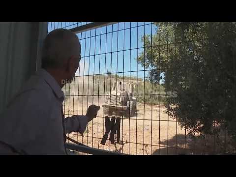 Israeli military bulldozers uproot dozens of olive trees in West Bank