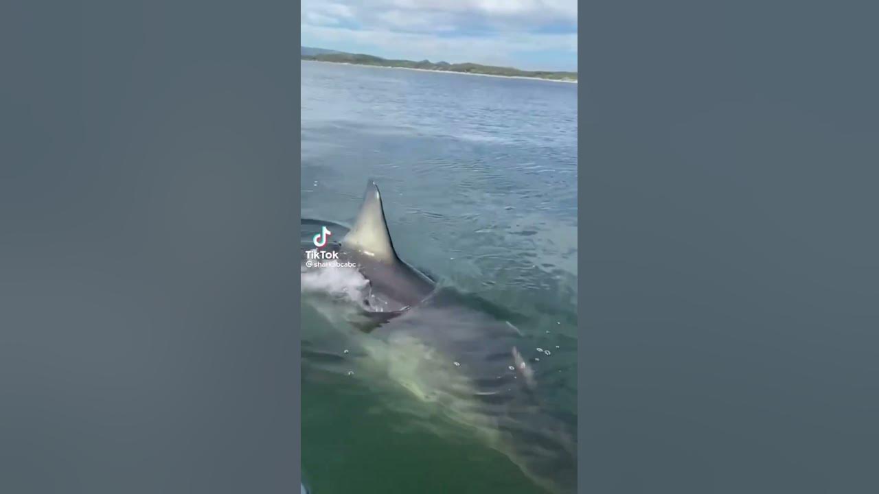 Sharks of Tik tok compilation part 1 sharks crazy YouTube