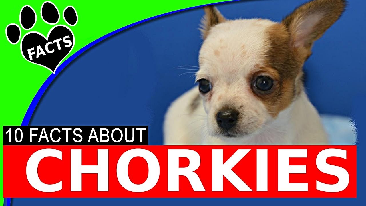 morkie chihuahua