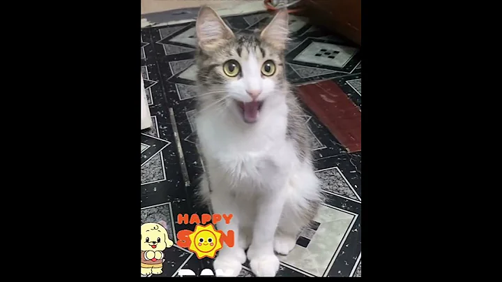 Video 9849331: cats catlover cutecat funnycats, cat cutecat dancing funnycats, cats catlover cutecat funny, catlover cutecat love funny, nice cat, polydactyl cat, usa cat, beautiful cat