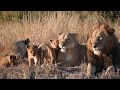 Lion Cubs Follow Lioness to a Kill | The Virtual Safari Highlights