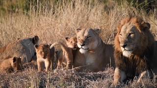 Lion Cubs Follow Lioness to a Kill | The Virtual Safari Highlights