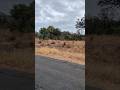 Lions On The Move Lions On The Move