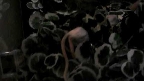 Jungle Carpet Python striking small rat