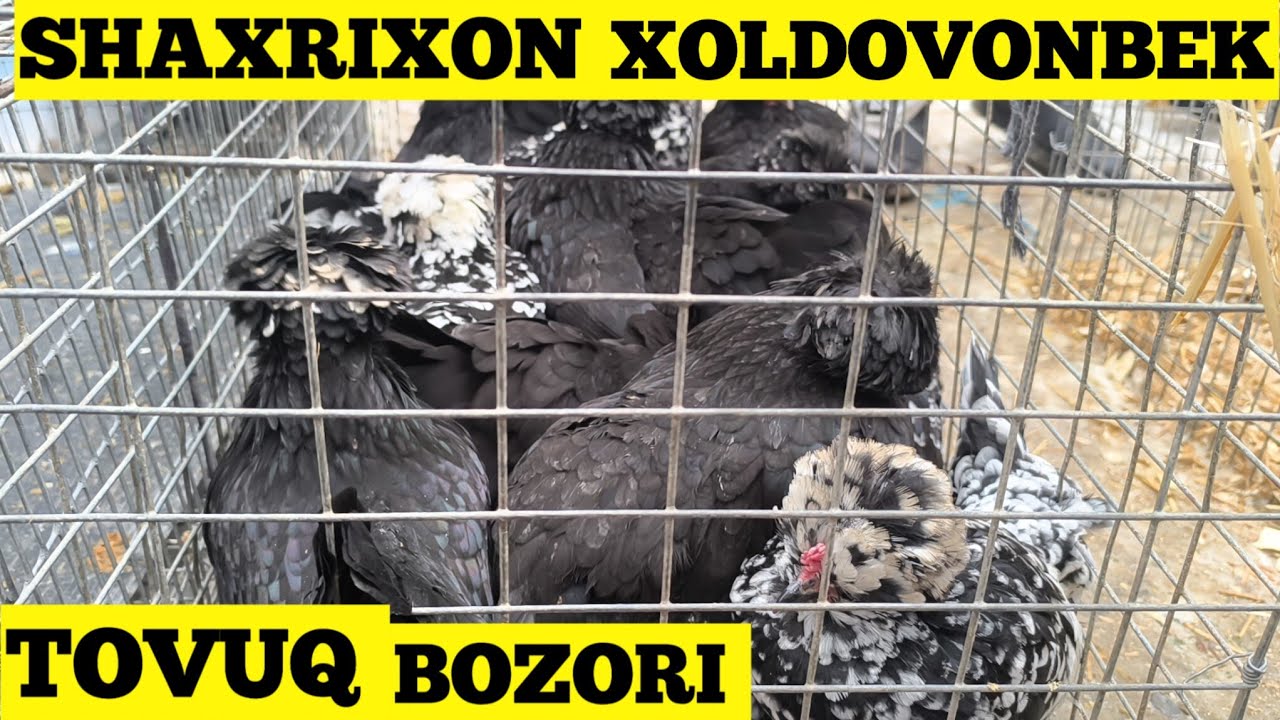 1-VIDEO TOVUQ BOZORI SHAXRIXON 27.01.2026