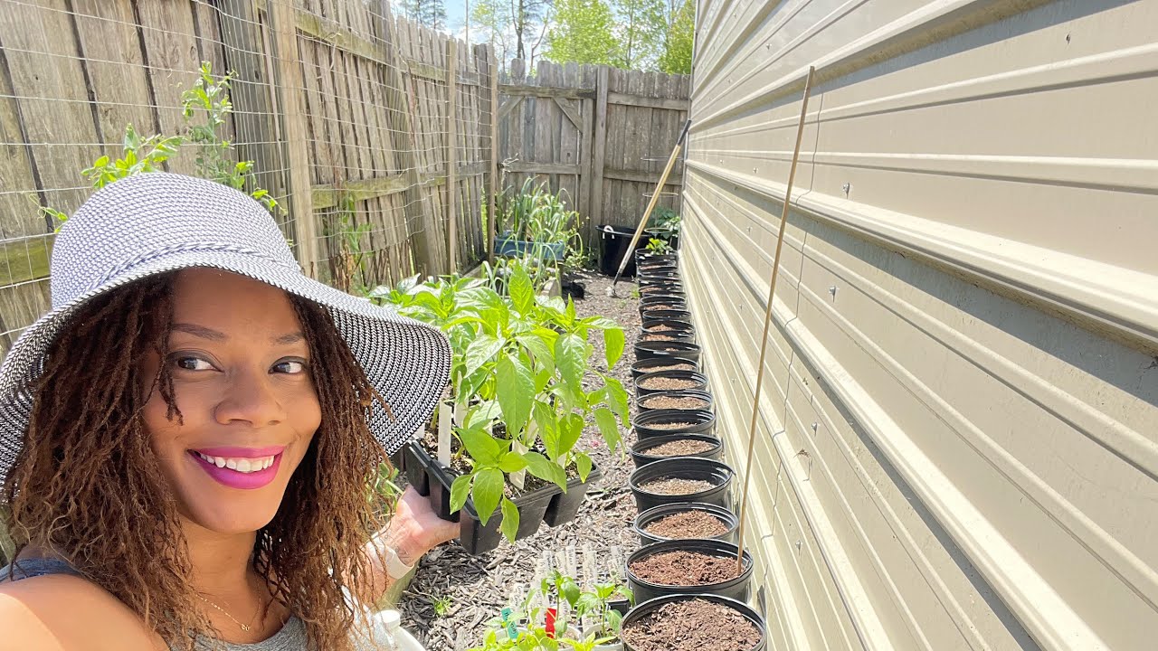 How I Grow A Ton Of Peppers In Container'S Plus Raised Bed Garden Gardening 2022 Prepping For A Year
