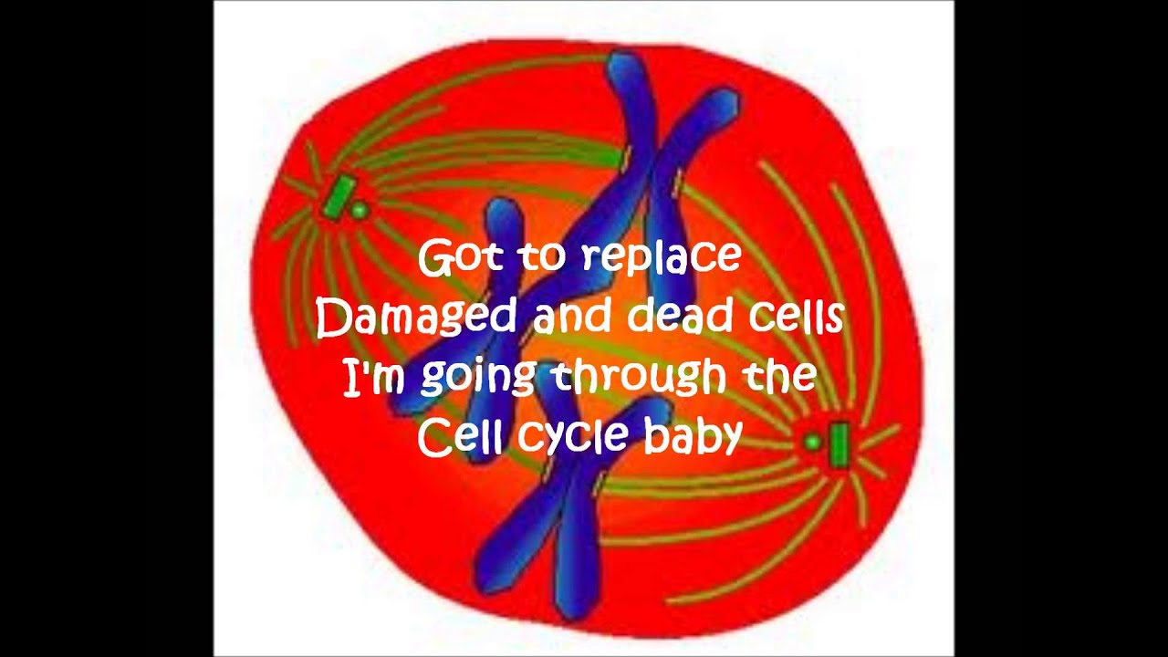 call me mitosis (cell cycle song) - YouTube