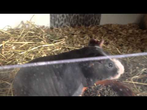 Monster skinny cavia waker wakertje