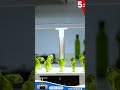 Grow Fresh Herbs Indoors