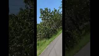 Download Lagu ngebut di jalan sepi #flogjalanan #jalanan #ngebut #fyp #sepi MP3