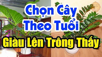 12 Loại Cây Theo Tuổi Giúp Nâng Cao Vượng Khí - Gia Chủ Trúng Số Độc Đắc Tiền Bạc Ùn Ùn Kéo Đến