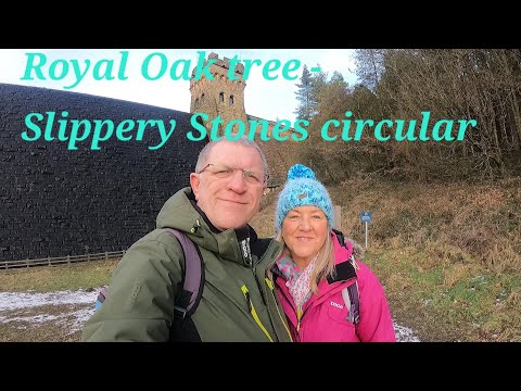Royal oak tree - slippery stones circular
