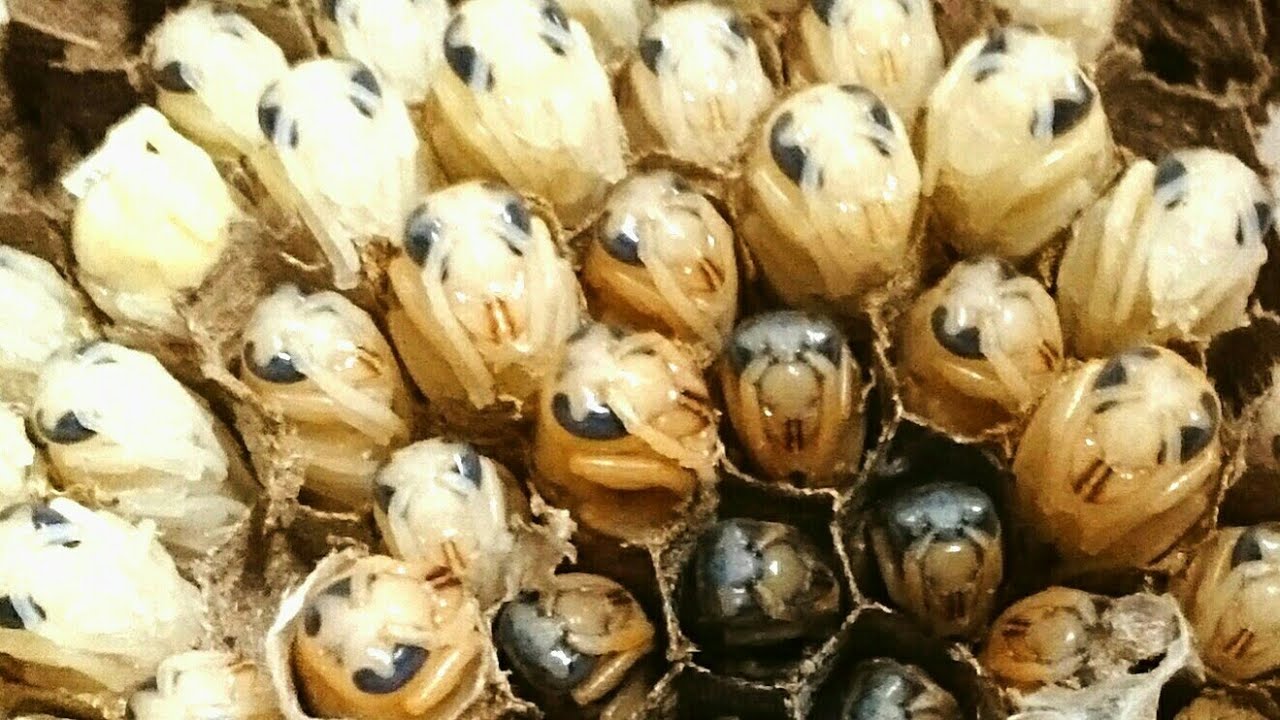 スズメバチの巣から幼虫・蛹・成虫を取り出す配信・後半戦 - YouTube