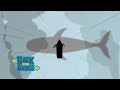 Back To The Basics Yo Ho Jo Ho Nah Official Music Video 