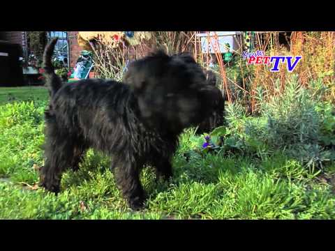 Affenpinscher: Informationen zur Rasse