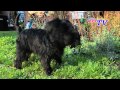 Affenpinscher: Informationen zur Rasse の動画、YouTube動画。