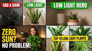 10 Apartment Plants That Need Almost No Sun 🌿