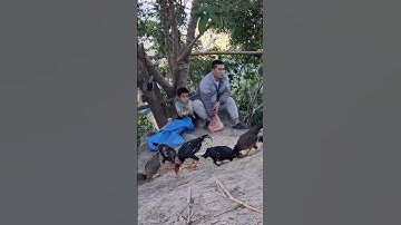 Hlau youtube 2 bố con đi cho gà ăn.pub qaib lom zem heev