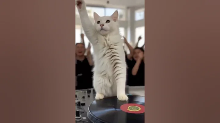 Video 11037771: maine coon cat, maine coon kitten, white maine coon, giant cat, funny cat, cute kitten