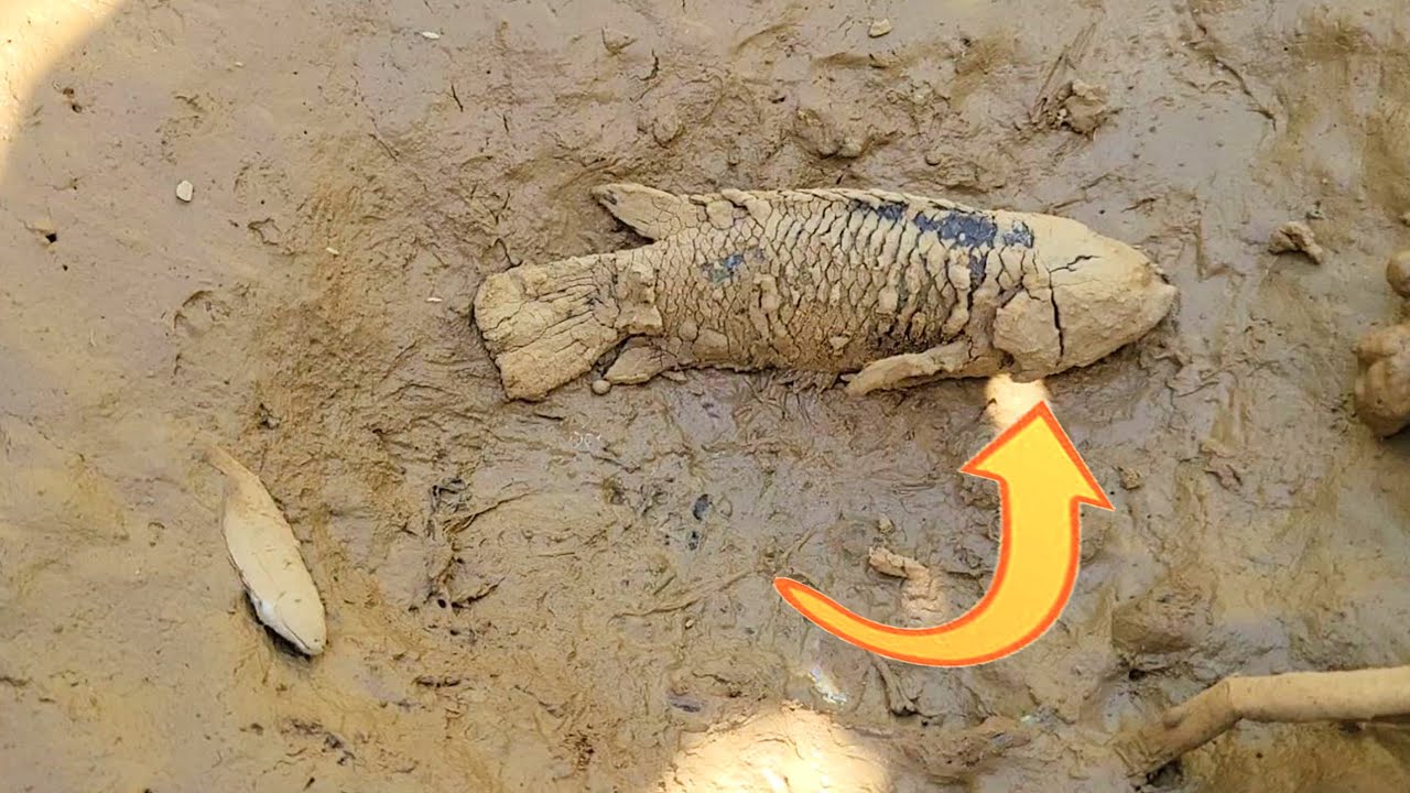 Saving Fish Abandoned in Ripe Rice Field And Brought it Into Big Pond ...