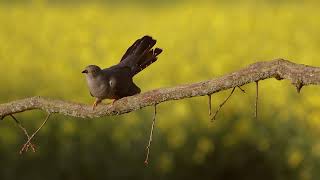 Kukułka, Common Cuckoo (Cuculus canorus)