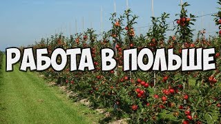 Работа в Польше яблоневые сады.Сезонная работа сбор яблок Польше.