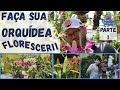 DICAS para ter ORQUÍDEAS Com FLORES iguais as minhas! Tour no ORQUIDÁRIO (PARTE1/2)