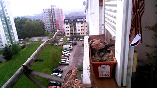 sokoly,210516 /1