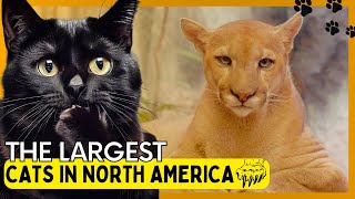 Everything you need to know about pumas