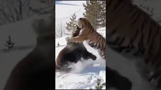 Siberian Tiger vs Bear Showdown | Clash of the Giants | #wildlifefight