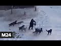 В Якутске женщина едва отбилась от своры уличных псов - Москва 24