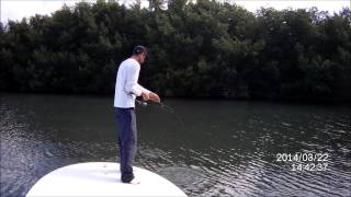 Pêche dans la mangrove de Guadeloupe