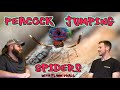 Peacock Jumping Spiders with Flynn Prall