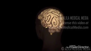 Human Brain Anatomy and Lateralization of Brain Function, 3D Animation.
