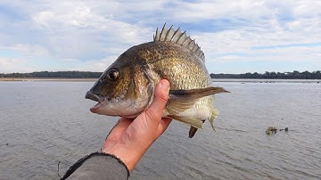 How To Catch Bream (Land Based)