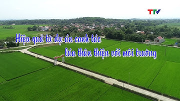 Phóng sự: Hiệu quả từ dự án canh tác lúa thân thiện với môi trường