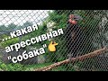 🦩Такой птицы у нас никогда не будет