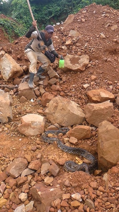 Awesome! Digging for Treasure Meet Python Snake #goldhunter # ...